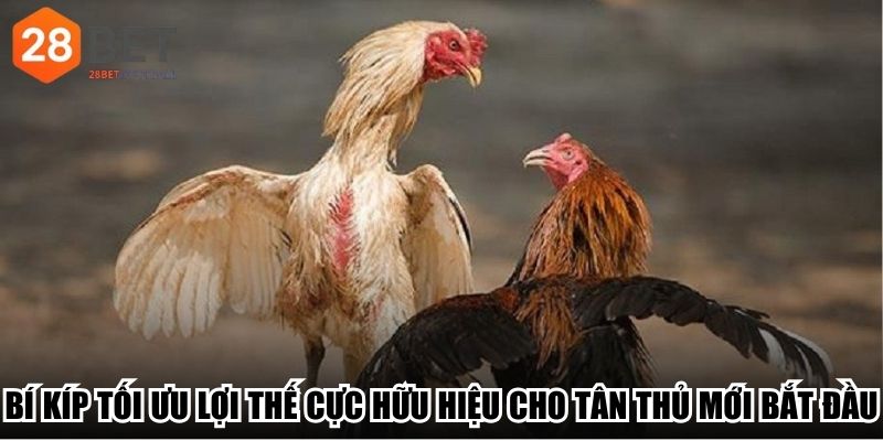 Bí kíp tối ưu lợi thế cực hữu hiệu cho tân thủ mới bắt đầu