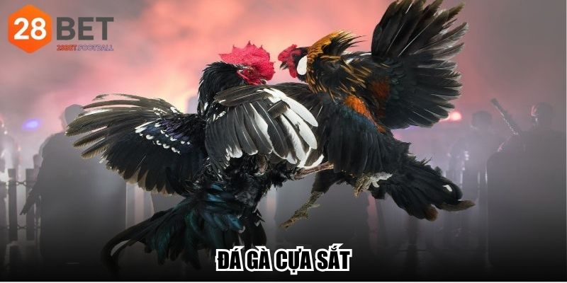 Đá Gà Cựa Sắt - Trò Chơi Đậm Chất Truyền Thống Việt Nam