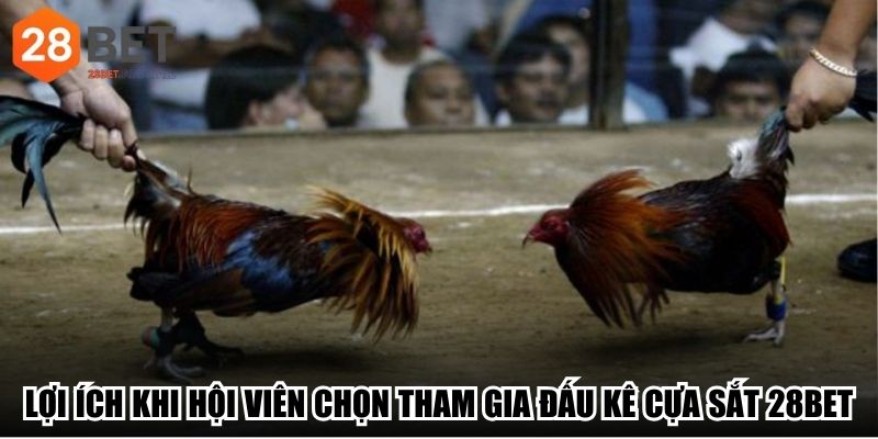 Lợi ích khi hội viên chọn tham gia đấu kê cựa sắt 28Bet