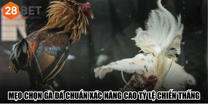 Mẹo chọn gà đá chuẩn xác nâng cao tỷ lệ chiến thắng