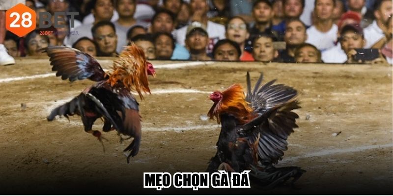 Mẹo Chọn Gà Đá - Tăng Cơ Hội Chiến Thắng Mọi Trận Đấu