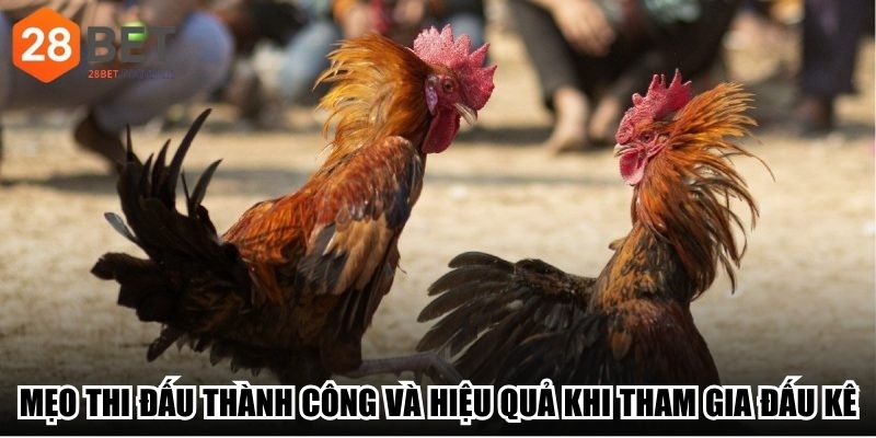 Mẹo thi đấu thành công và hiệu quả khi tham gia đấu kê