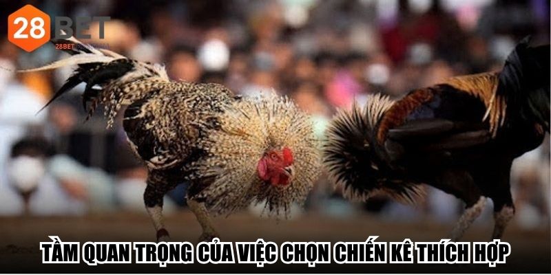 Tầm quan trọng của việc chọn chiến kê thích hợp