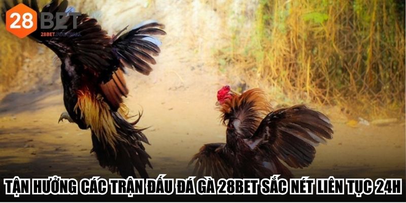 Tận hưởng các trận đấu đá gà 28Bet sắc nét liên tục 24h