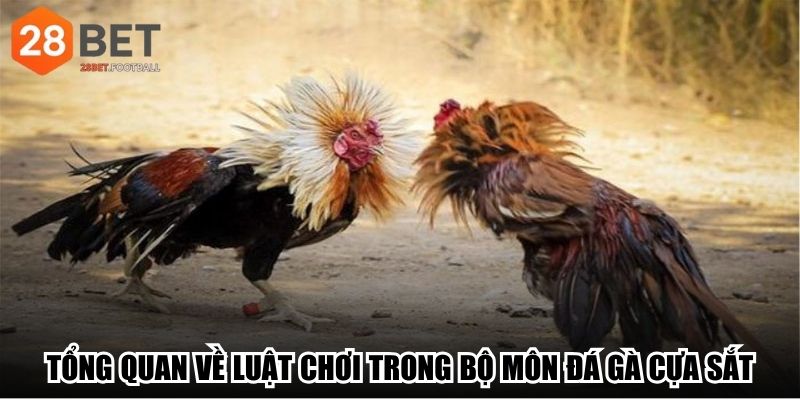 Tổng quan về luật chơi cơ bản trong bộ môn đá gà cựa sắt