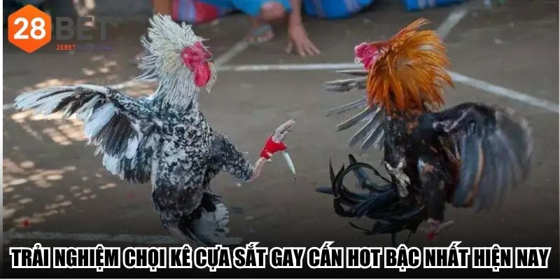 Trải nghiệm chọi kê cựa sắt gay cấn hot bậc nhất hiện nay